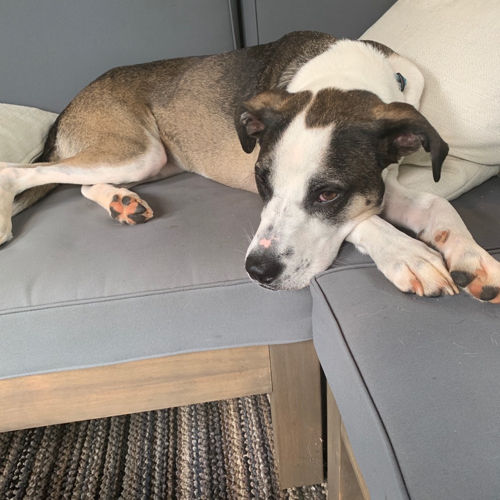 Meet your Posher, Chad